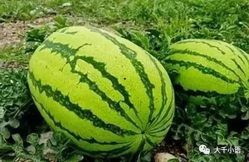 吃瓜上哪个网,揭秘热门网络平台背后的秘密